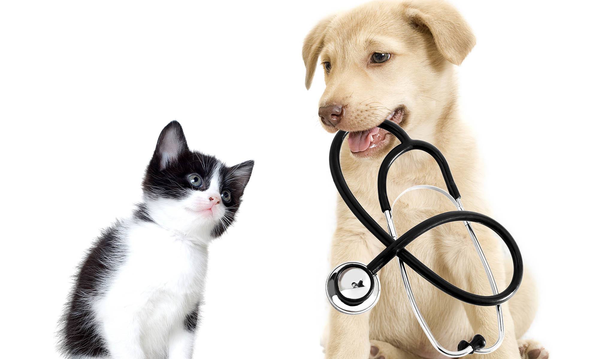 Importance Of Veterinary Services – Choose The Best Veterinary Care