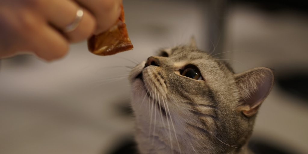 5 Tips to Choose the Best Food for your Cat