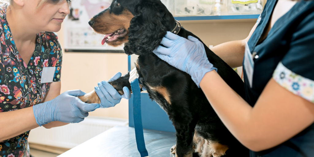 5 Reasons Why You Must Take your Dog to the Vet Every 6-Months