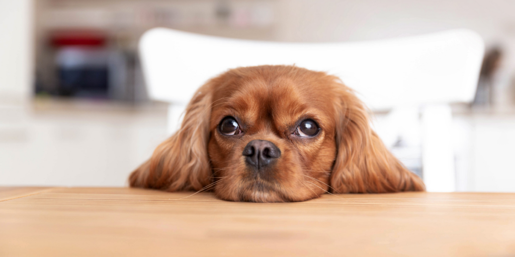 Why Texas Wellness is the Best Choice for your Furry Friend