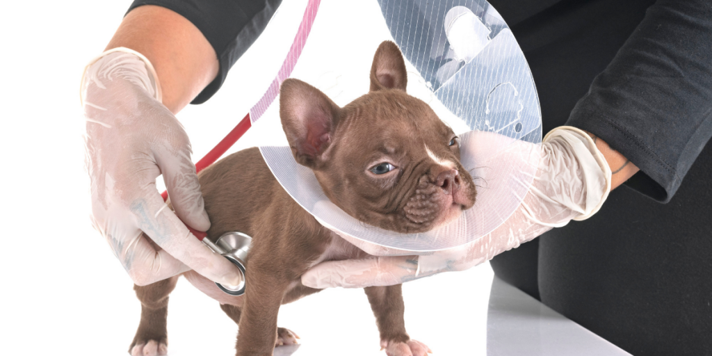 Facts About Spaying and Neutering Pet Parents Must Know