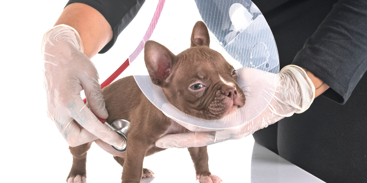 Facts About Spaying and Neutering Pet Parents Must Know TX Wellness