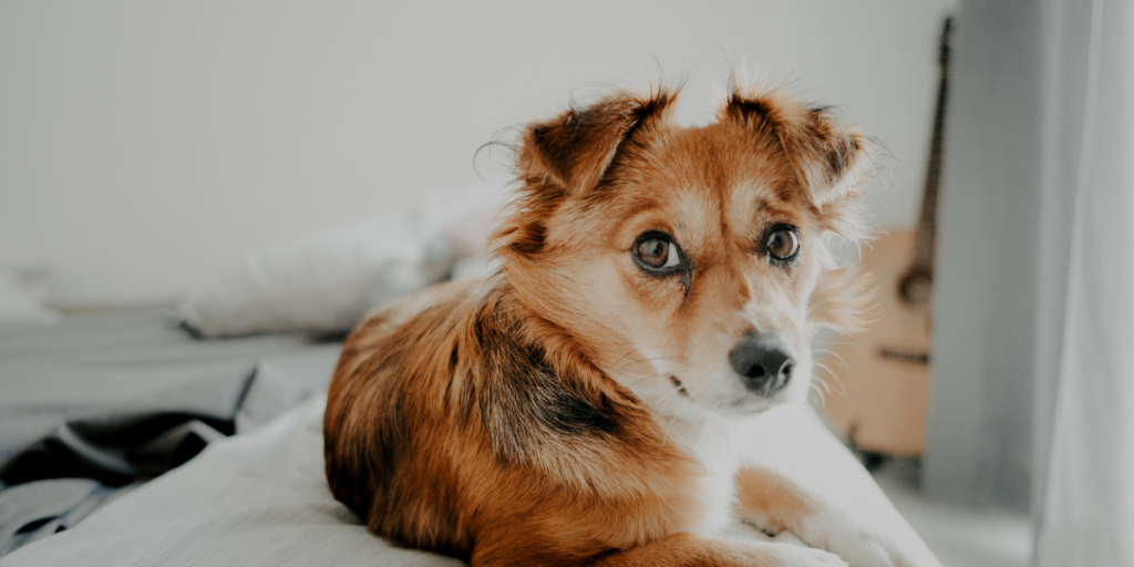 Why Physical Examinations are Important for Pets