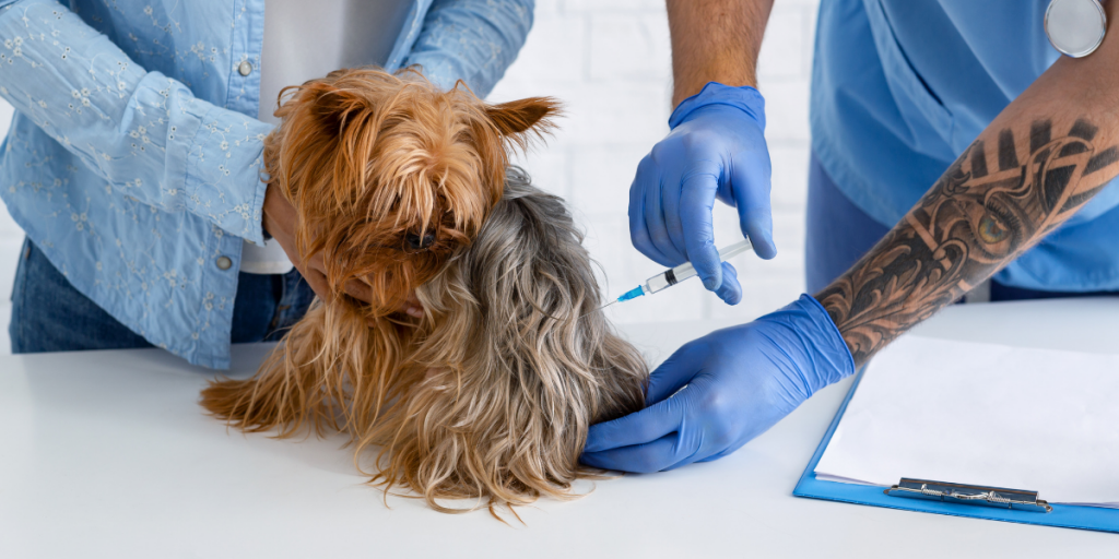 Pet Vaccinations and Why it so Important