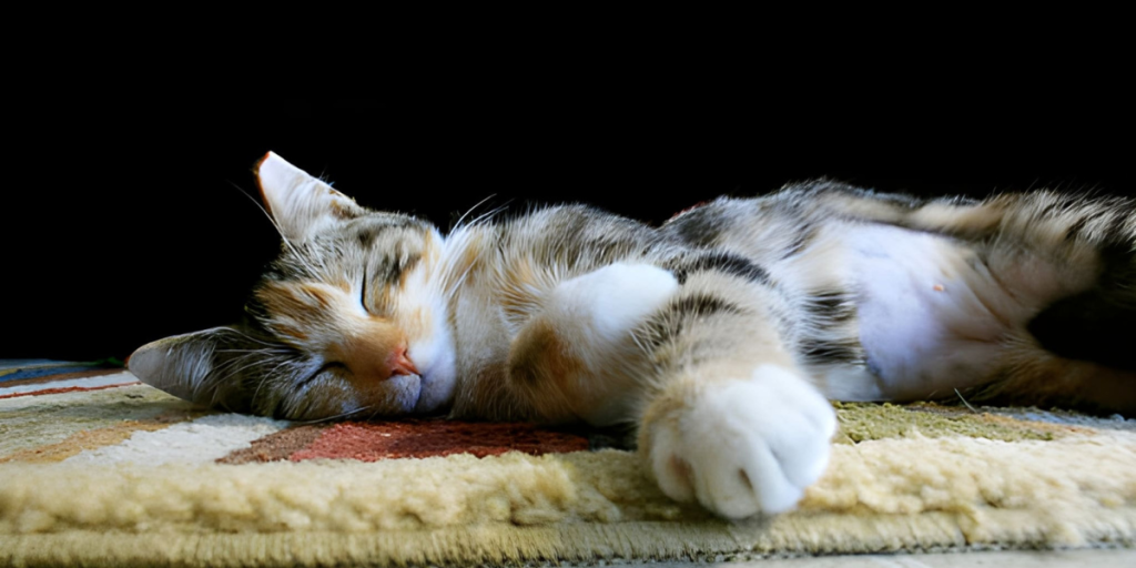 Cat Spay Neuter