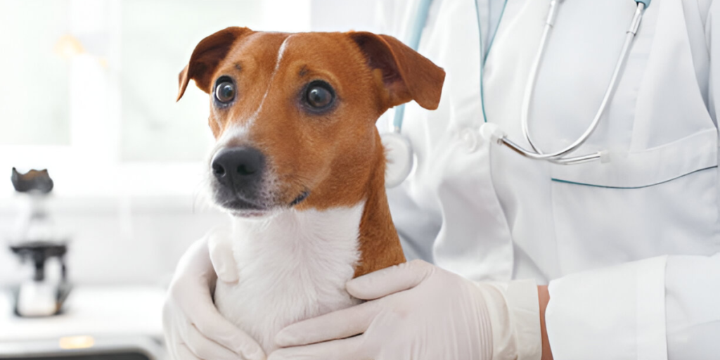 Dog Neuter Services