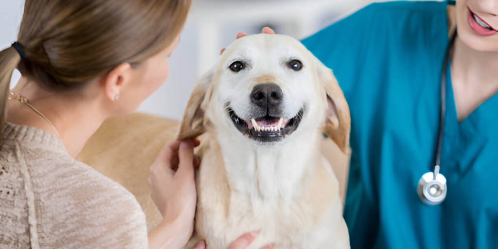 Spay and Neuter Dog