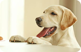 Pet boarding facility for dogs