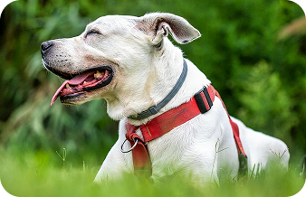 Dog playing in park outdoor scene