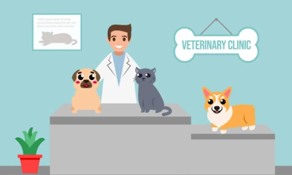 How Often Should Your Pet Visit a Veterinary Clinic?