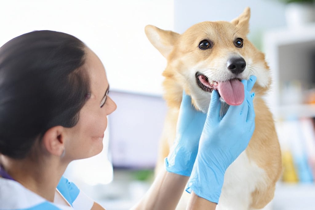The-Silent-Suffering_-Recognizing-Hidden-Dental-Pain-in-Your-Pet