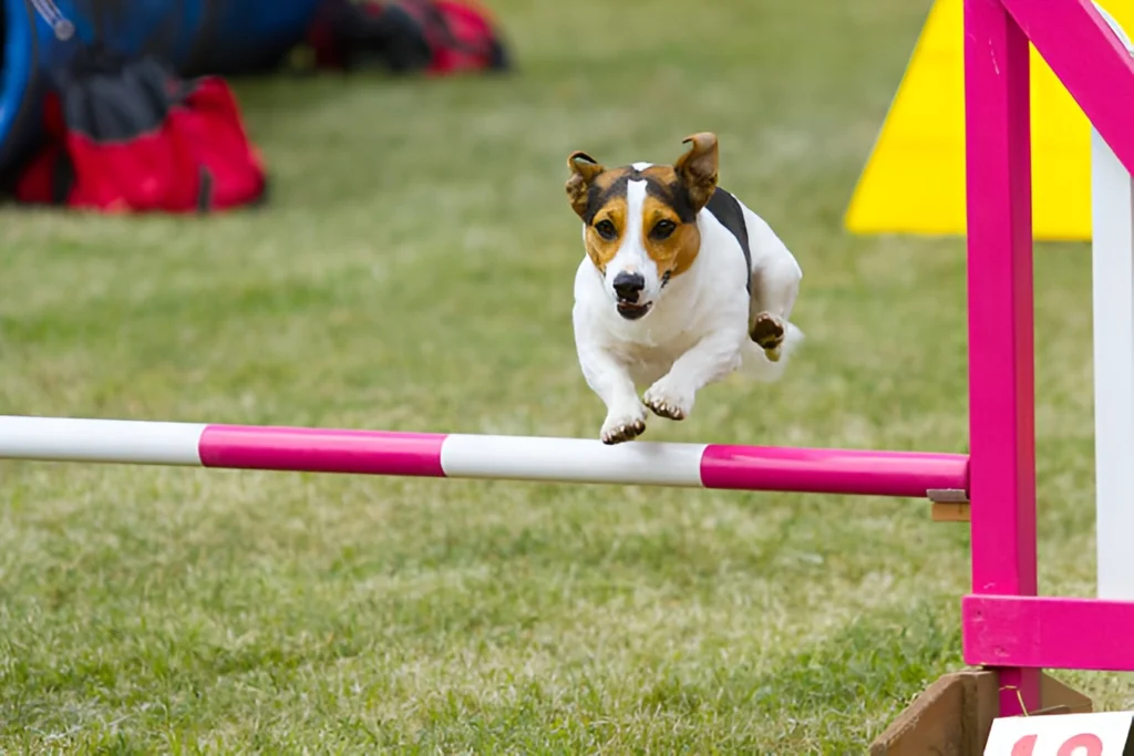 Dog-Boarding_-Everything-You-Need-to-Know