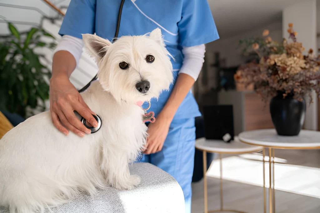 How-Mobile-Veterinary-Clinics-Help-Rural-Pet-Owners