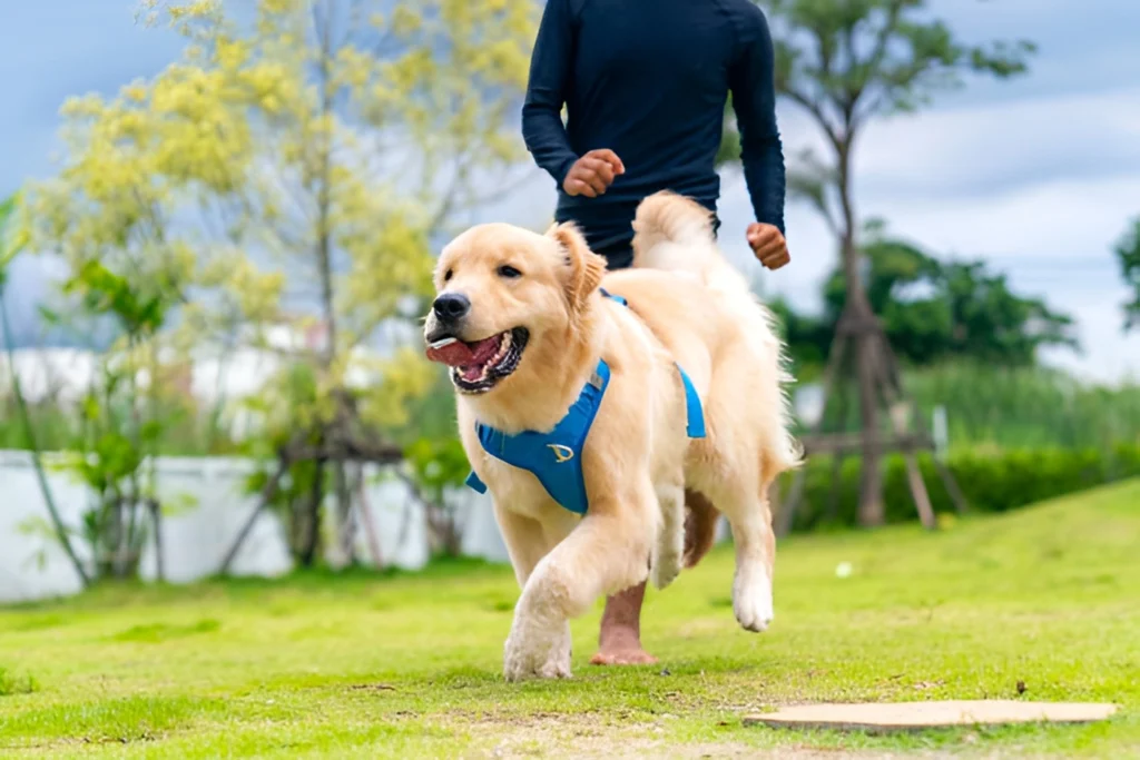 What-Is-Dog-Daycare_-A-Complete-Guide-for-Pet-Parents