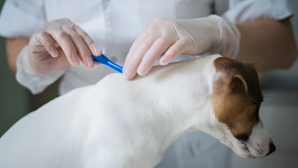 Flea_and_Tick_Prevention__How_to_Build_a_Routine_for_Your_Pet_